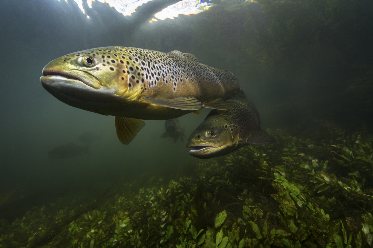 Brown trout hunting in the margins of the river.