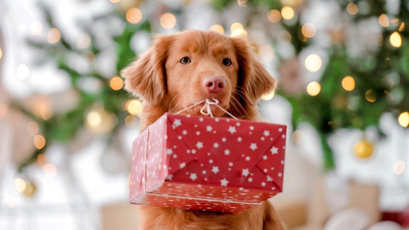 Toller retriever dog holding gift box