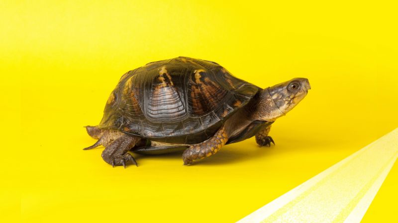 Tortoise walking slowly on a yellow background