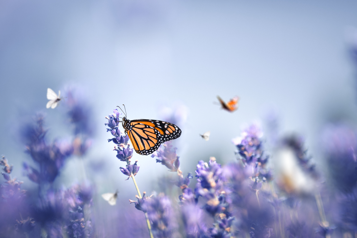 Colorful butterflies in lavender field