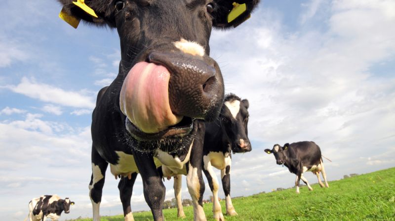 Can China Legislate its Way to Better Food Safety?