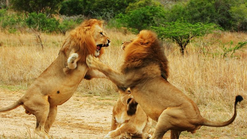 How to Contain the Costs of Aggressive Competition