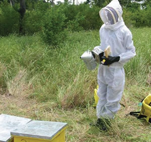 Beekeeper at work